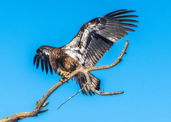 Immature Bald Eagles Speads Wings While Perched Tree — Stock Photo, Image