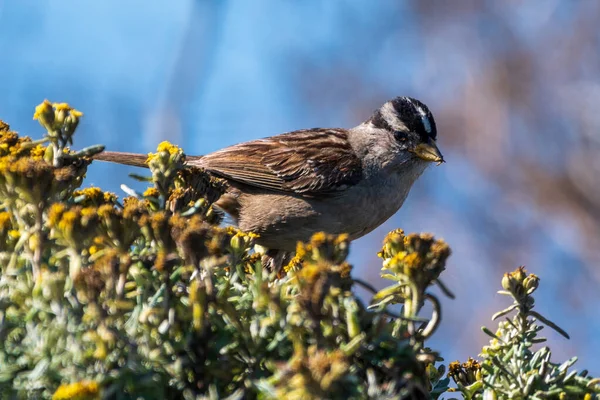 White Crowned Sparrow Perched Bush — Stock Photo, Image