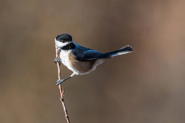Black Capped Chickadee Perched Branch — Stock Photo, Image