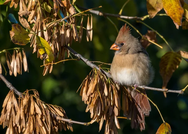 Female Northern Cardinal Perched Tree Branch — Stock Photo, Image