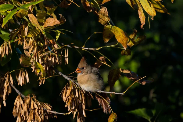 Female Northern Cardinal Perched Tree Branch — Stock Photo, Image