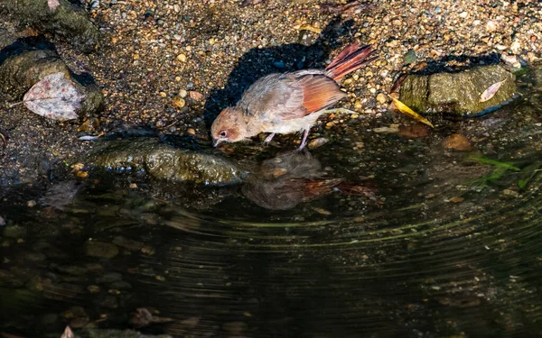 Baby Northern Cardinal Trinkt Wasser Bach — Stockfoto