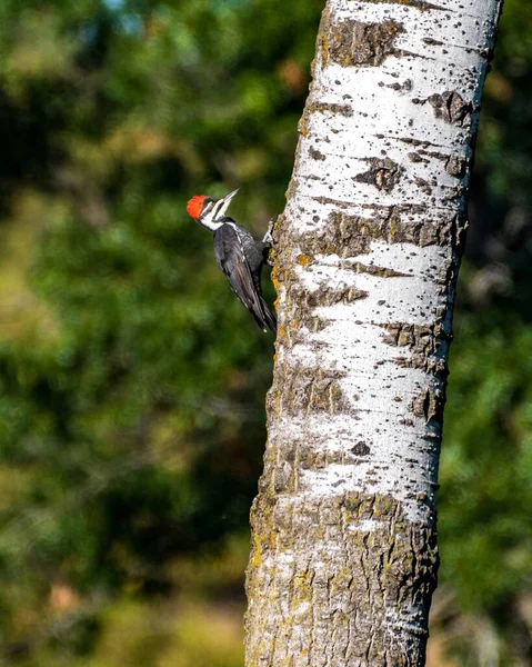 头戴枕头的雄性啄木鸟在桦树上觅食 — 图库照片