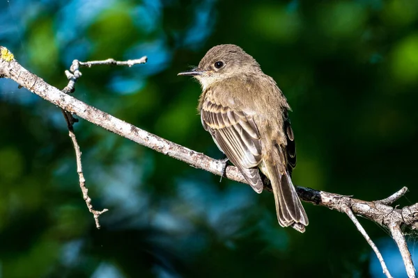 Eastern Phoebe Perched Branch — Stock Photo, Image