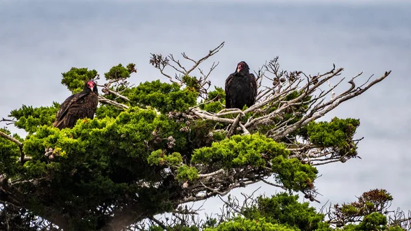 Truthahngeier Sitzen Baum — Stockfoto