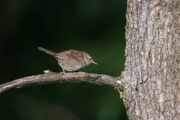 House Wren Perched Branch — Stock Photo, Image