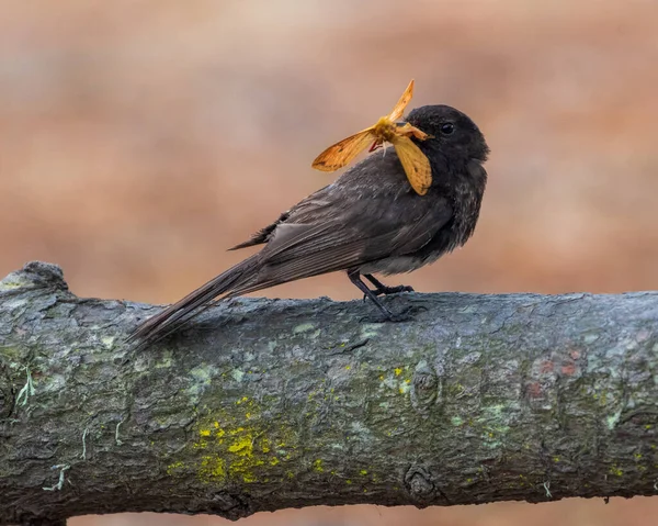Yakalanmış Turuncu Kelebek Ile Siyah Phoebe — Stok fotoğraf