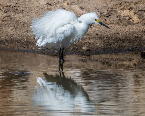 Snowy Egret Ruffles Its Feathers While Wading Pond — Stock Photo, Image
