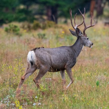 Boynuzlu Katır Geyiği Buck Rocky Dağı Ulusal Parkı 'nda