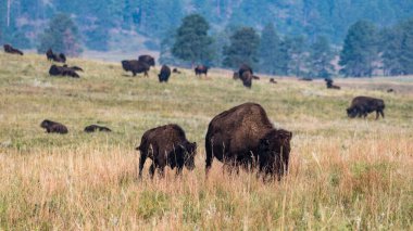 Güney Dakota 'daki Custer Eyalet Parkı' nda Bison Herd Otlanıyor