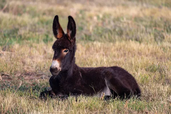 Foal Burro Лежит Гробу Парке Штата Кастер Южной Дакоте Лицензионные Стоковые Изображения