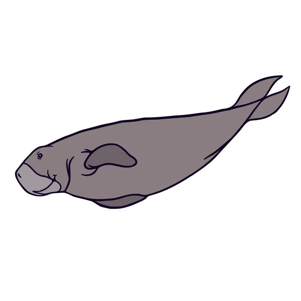 Lange Graue Dugong Schwimmen Auf Weißem Hintergrund Flache Farbvektorpersönlichkeit Lächelnd — Stockvektor