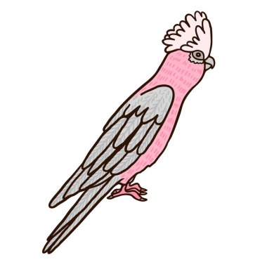 Pink Galahs Aussie bird color vector character. Side view figure. Full body exotic fauna representant on white. Simple cartoon style illustration clipart