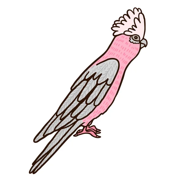 粉红Galahs澳大利亚鸟的颜色矢量字符 侧视图图形 全身异国情调的动物 以白色为代表 简单的卡通风格图解 — 图库矢量图片