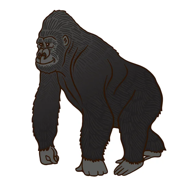 红皮书山大猩猩 肌肉发达 胸部粗壮 手足宽阔 猿生活在高山高处的森林里 卡通风格图解 — 图库矢量图片