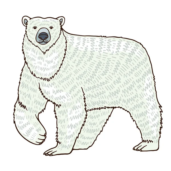 レッドブック極熊最大の肉食性の陸生哺乳類 海洋捕食者の母域は北極圏内に集中している 漫画風イラスト — ストックベクタ