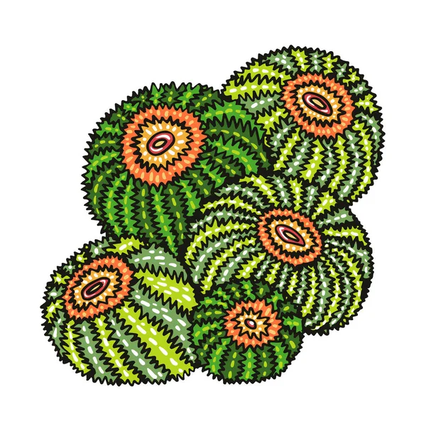 沙漠桶仙人掌束扁平的颜色矢量对象 圆形尖尖的植物 白色的全尺寸异国植物 简单的卡通风格图解 — 图库矢量图片