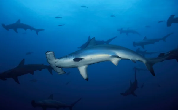 Grupo Tiburones Martillo Sphyrna Lewini Nadando Océano — Foto de Stock