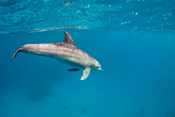 Een Dolfijn Tursiops Aduncus Zwemt Onder Oppervlakte Van Oceaan — Stockfoto