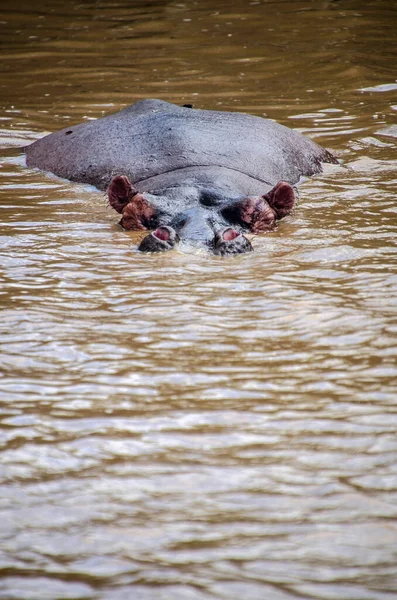 Suda Yüzen Bir Aygırının Dikey Görüntüsü — Stok fotoğraf