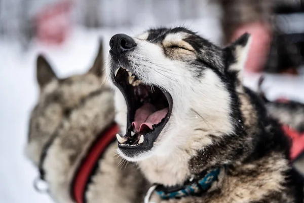 Husky dog with its mouth open in the snow
