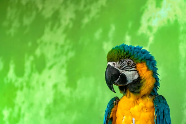 Niebiesko Złota Macaw Stoi Przed Zieloną Ścianą — Zdjęcie stockowe