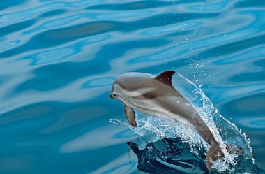 Stenella coeruleoalba (Stenella coeruleoalba) ile bir köşede zıplayan güzel bir denizin arka planı