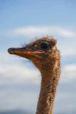 Mavi gökyüzüne karşı bir devekuşu kafasının dikey portresi (Struth io camelus)