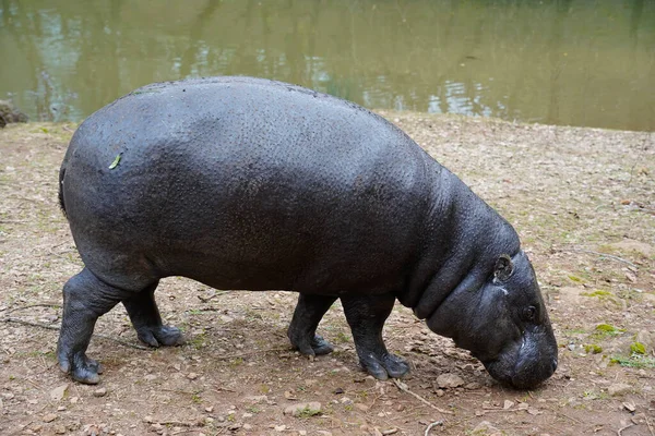 Portrait Pygmy Hippopotamus Hexaprotodon Liberiensis — Stockfoto