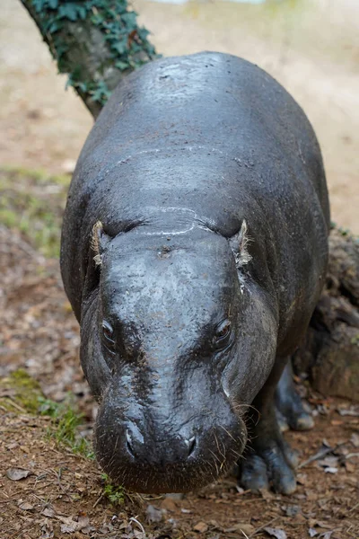 Vertical Portrait Pygmy Hippopotamus Hexaprotodon Liberiensis — Fotografia de Stock