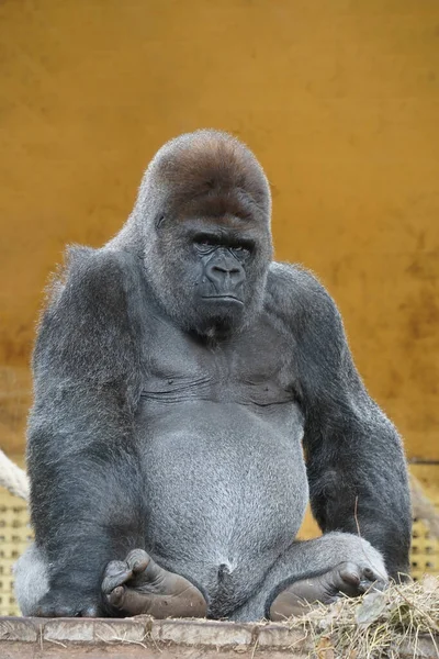 Portrait Gorille Argenté Captivité Sur Fond Orange — Photo
