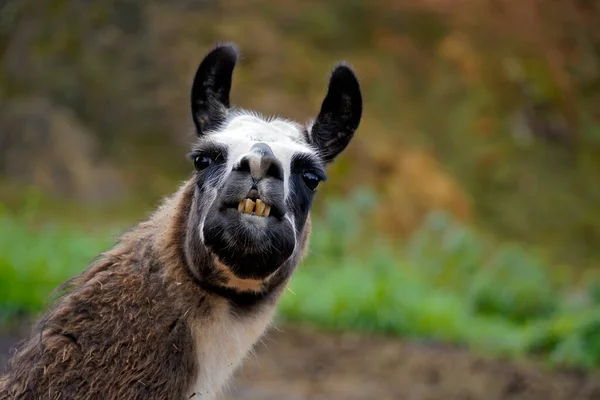 Bir Lamanın Dikey Portresi Lama Gma Dişlerini Gösteriyor — Stok fotoğraf