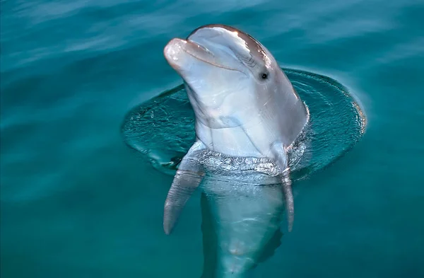 Curious Bottlenose Dolphin Sticking Out Its Head Out Water Stare — Stock Photo, Image