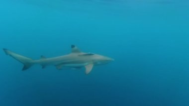 Siyah uçlu köpekbalığı (Carcharhinus melanopterus) yüzeye yakın mavi alanda yavaş çekimde yüzer.