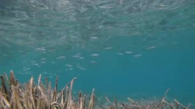 Sığ ve berrak sularda, arka planda gümüş balık sürüsü bulunan Posidonia Oceanica Alanı