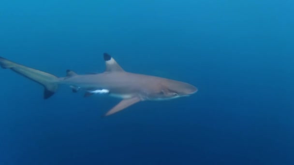 Groep Rifzwartpunthaaien Carcharhinus Melanopterus Met Kleine Remora Het Blauw Dicht — Stockvideo