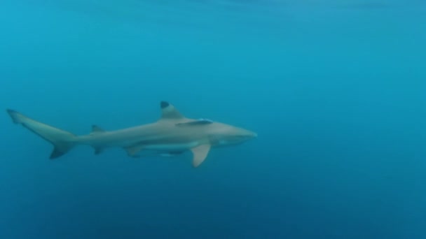 黑头鲨 Carcharhinus Melanopterus 在接近海面的蓝色区域缓慢地游动 — 图库视频影像