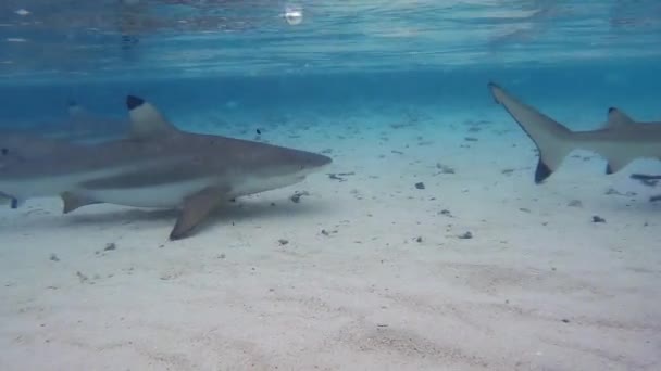 Tiburones Punta Negra Carcharhinus Melanopterus Nadando Aguas Poco Profundas — Vídeos de Stock