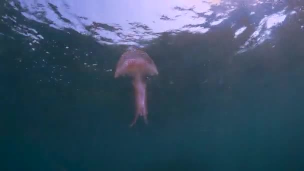 Pesce Gelatina Pungente Pelagia Noctiluca Che Muove Nel Blu Nel — Video Stock