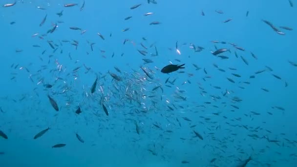 Grote School Van Kleine Zilveren Vissen Chromis Zwemmen Het Blauw — Stockvideo