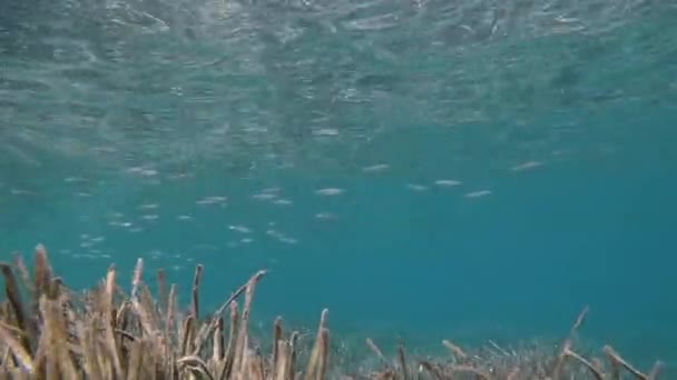 Gebied Van Posidonia Oceanica Ondiep Kristalhelder Water Met Een School — Stockvideo