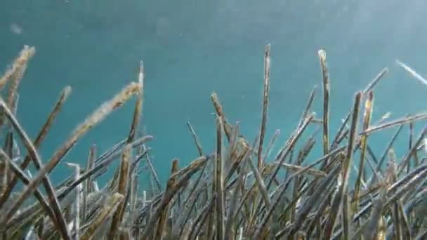 Водоросли Листья Posodonia Oceanica Мелкой Кристально Чистой Воде Фасолью Поверхности — стоковое видео