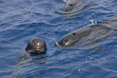Denizin yüzeyinde 3 pilot balina (Globicephala melas) grubu bulunuyor. Genç olan, kafası sudan çıkmış, merakla bakıyor.