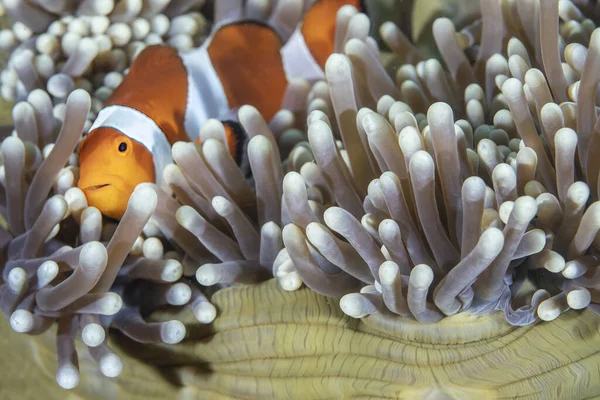 Yeşil bir şakayıkta yaygın bir palyaço balığı portresi (Amphiprion ocellaris)