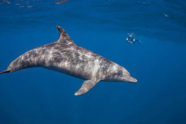 Underwater image of an Indo-Pacific bottlenose dolphin (Tursiops aduncus) with a snorkeler in the background