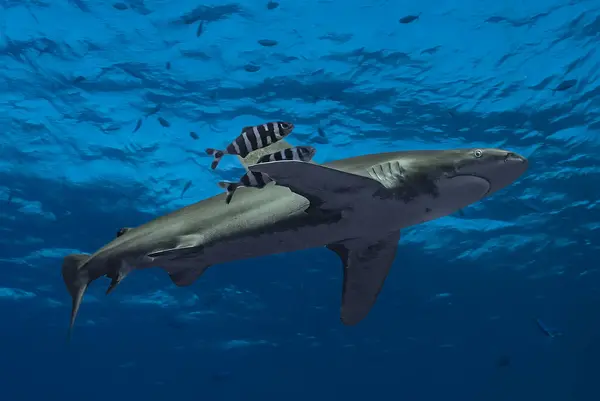 Oceanic white tip shark (Carcharhinus longimanus) swimming close to the surface acompannied by two pilot fishes