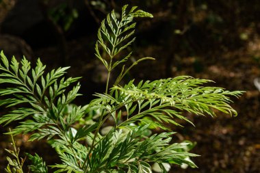 Ormandaki Grevillea Robusta veya eğreltiotu bitkisine yakın çekim.