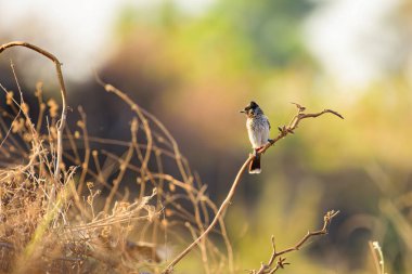 Güzel kırmızı havalandırmalı bulbul (Pycnonotus cafer) çalılıklardaki bir dala tünemiş güzel bokeh arka planlı kuş..