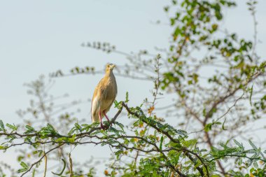 Güneşli bir günde Hindistan gölet balıkçıl kuşunu (Ardeola grayii) kapatın..
