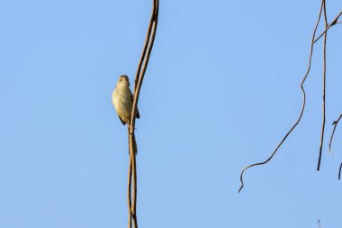 Tawny-böğürtlenli prinia (Prinia subflava) kuşu mavi gökyüzüne doğru sarkan dallara tünemişti..